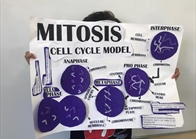 Grade 9 Create their Mitosis Model (5)